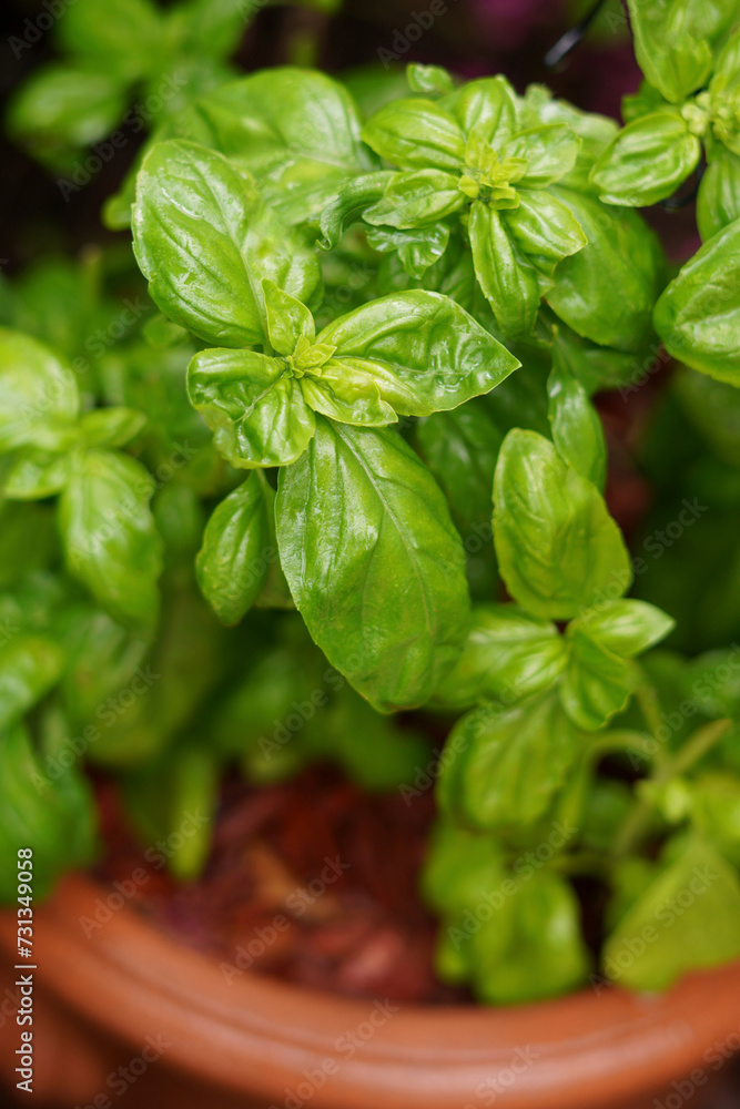 Closeup of home grown potted culinary herb, Basil, also used as a companion plant in vegetable gardens. Closeup of home grown potted culinary herb, Basil, also used as a companion plant in vegetable gardens.