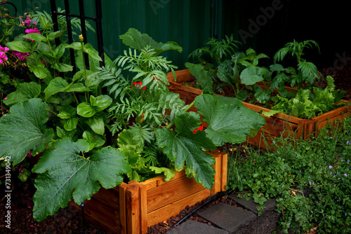 Raised bed homegrown vegetable garden in wooden planter boxes with companion plants to ward off pests and diseases. photo
