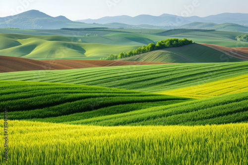 Green fresh field of winter wheat in spring and hills with plots of different colors