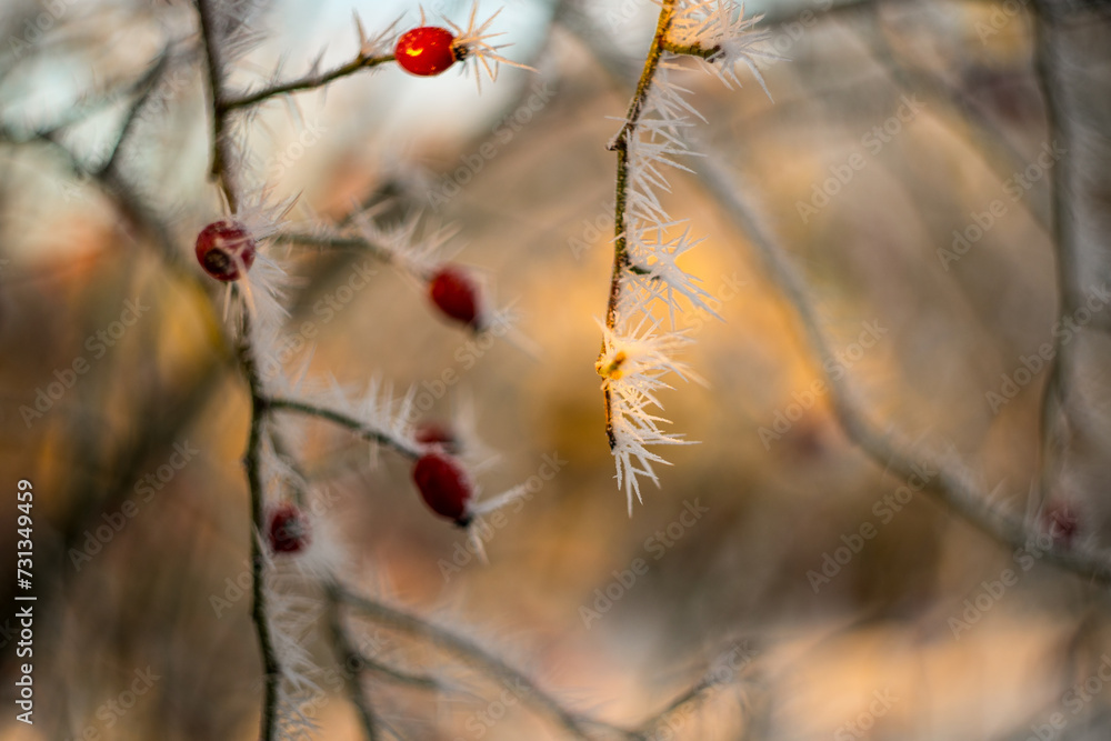 frost on a branch