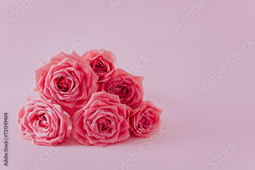 Beautiful pink Rose flowers on a pink pastel background.