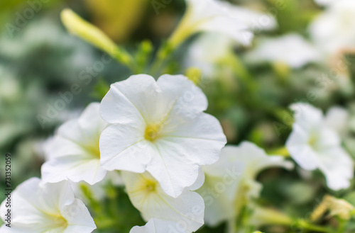 Petals of white petunia flowers. Close-up, selective focus.