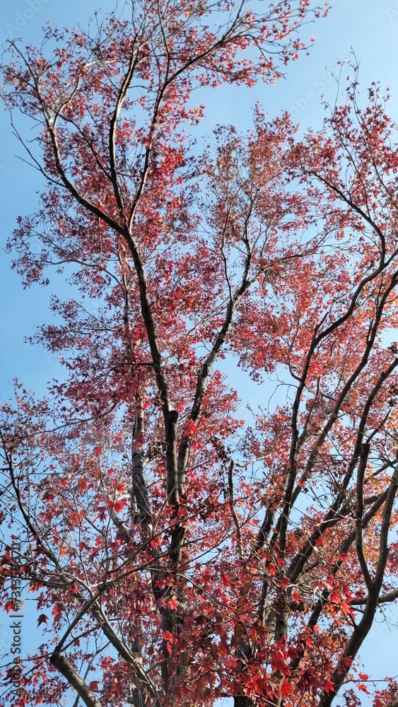 Trees with red leaves wallpaper - Trees brunches apreciation - Sky wallpaper