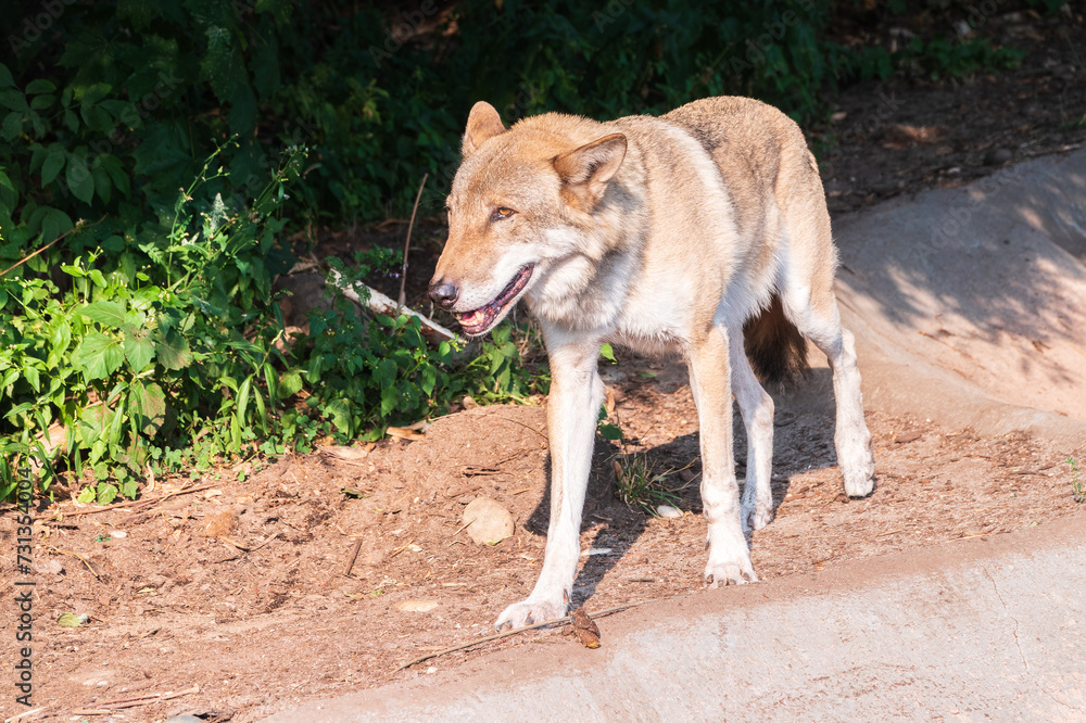 Gray wolf in forest on the green grass. The wolf, Canis lupus Gray wolf in forest on the green grass. The wolf, Canis lupus