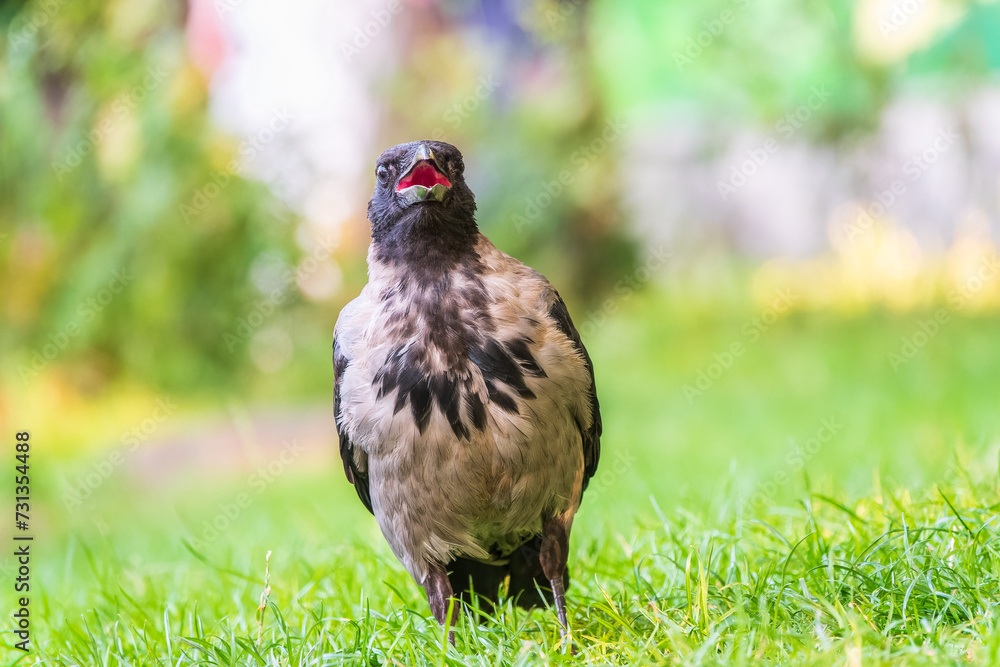 Obraz premium Hooded crow, corvus cornix, standing on the lawn in the spring or summer