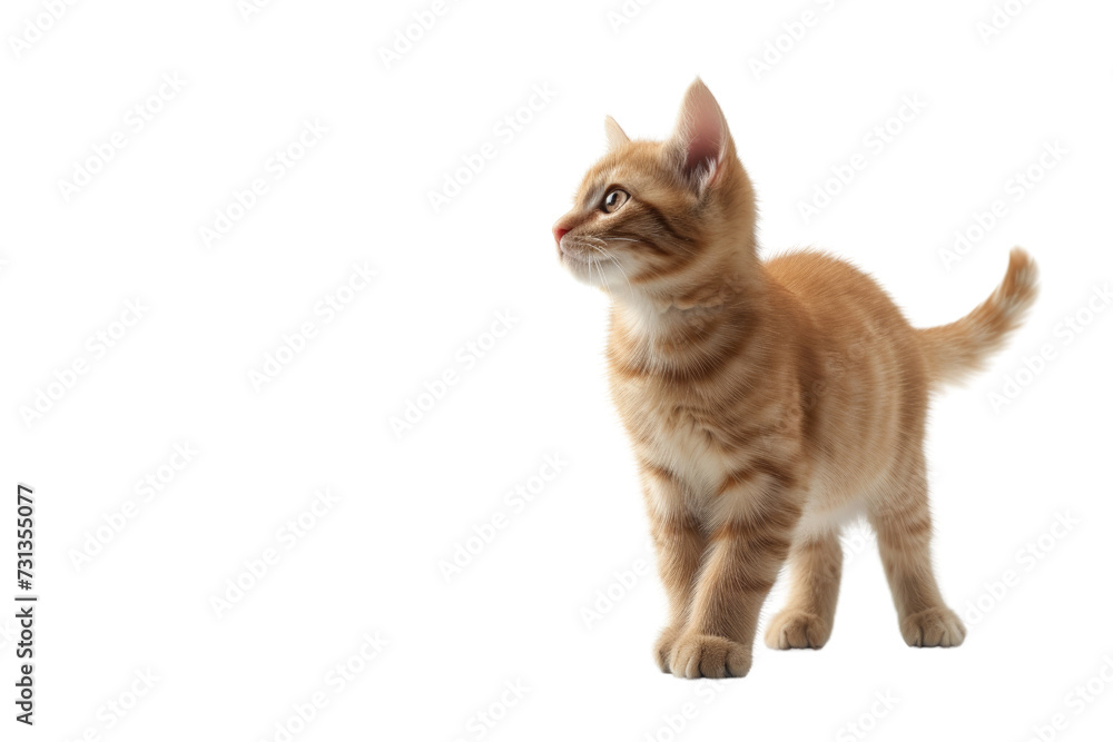 Obraz premium Cat on a transparent background