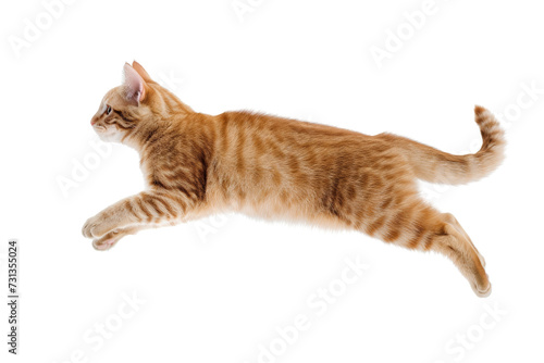 Cat jumping on transparent background