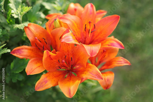 Close up orange tiger lily in full bloom. tiger orange lilies bloom in the garden on a green background. Lilium bulbiferum flower. Lilium bulbiferum, orange, tiger or fire lily, belonging to Liliaceae