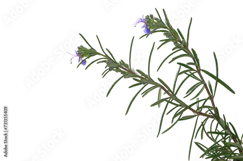 Rosemary flower and leaves isolated on white © dule964