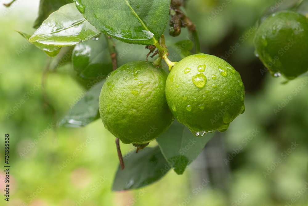 Key limes growing in north-east Florida.