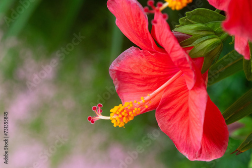 A macro shot of a red hibiscus flower.