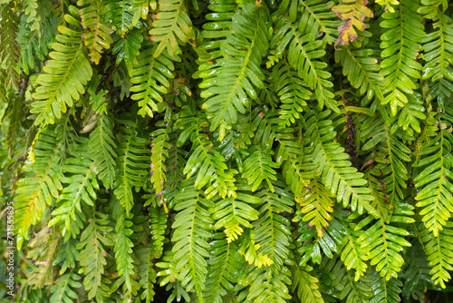 Resurrection fern growing on the trunk of a sago palm in Florida.