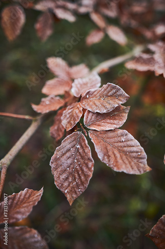 Brown leaves covered in frost. High quality photo