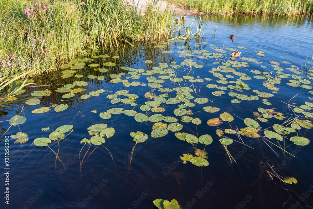 leaves of water lilies on the shore of Lake Onega. Karelia. Russia. leaves of water lilies on the shore of Lake Onega. Karelia. Russia.