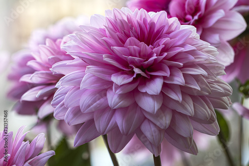 Close-up of vibrant pink dahlias in full bloom with soft-focused floral background