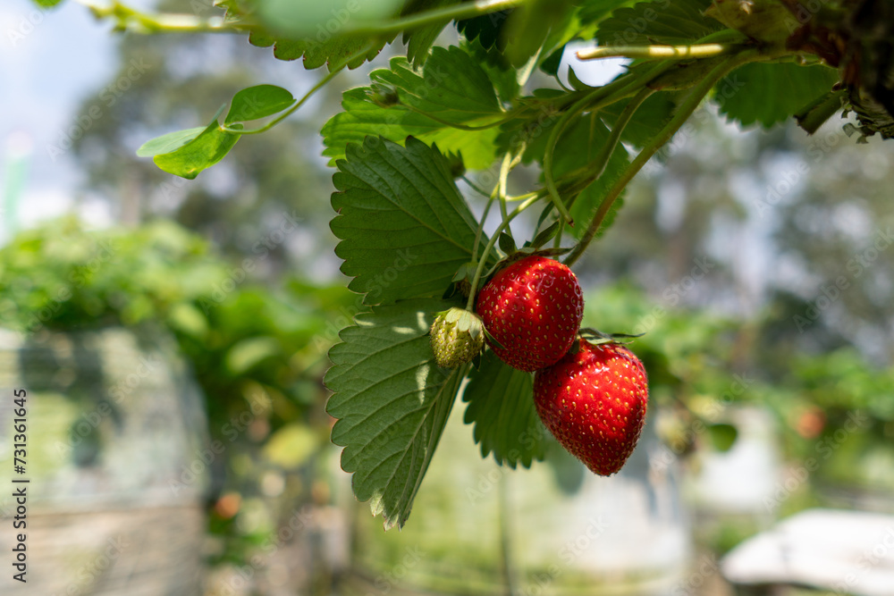 children hands with fresh strawberries collected in the garden children hands with fresh strawberries collected in the garden