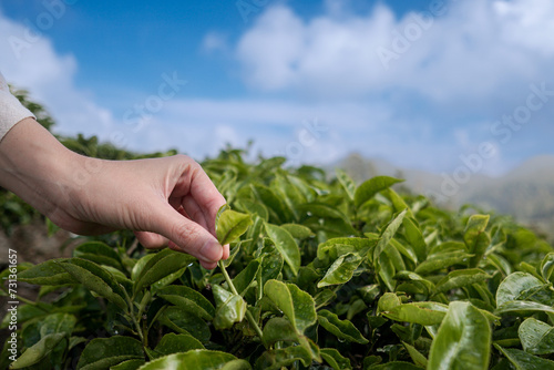woman hands picking green tea leaves with defocused blue sky and white cloud background