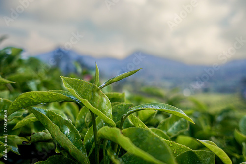 Green tea bud and fresh leaves. Tea plantations in Ciwidey, Jawa Barat, Indonesia photo