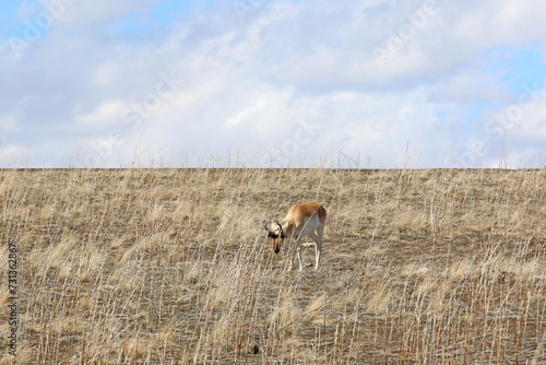 Pronghorn antelope on Antelope Island, Utah	