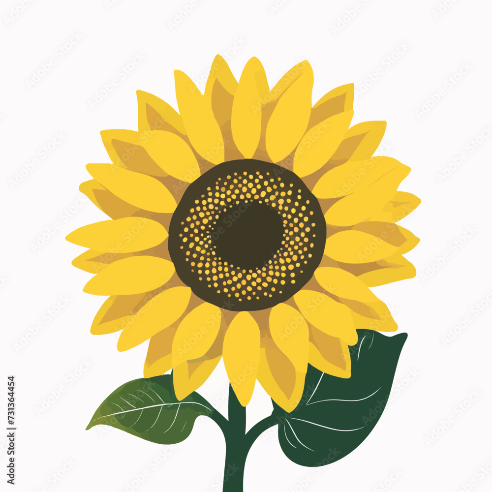 Sunflower on a white background 
