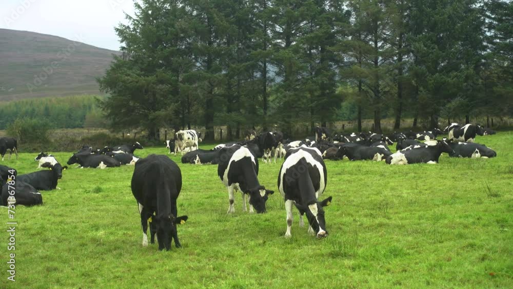 Black and white cows graze on a picturesque meadow in summer in 4k Black and white cows graze on a picturesque meadow in summer in 4k