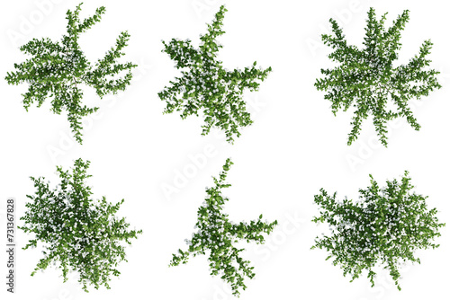 Top view jungle flower,Philadelphus bouquet blanc isolate transparent background.3d rendering PNG