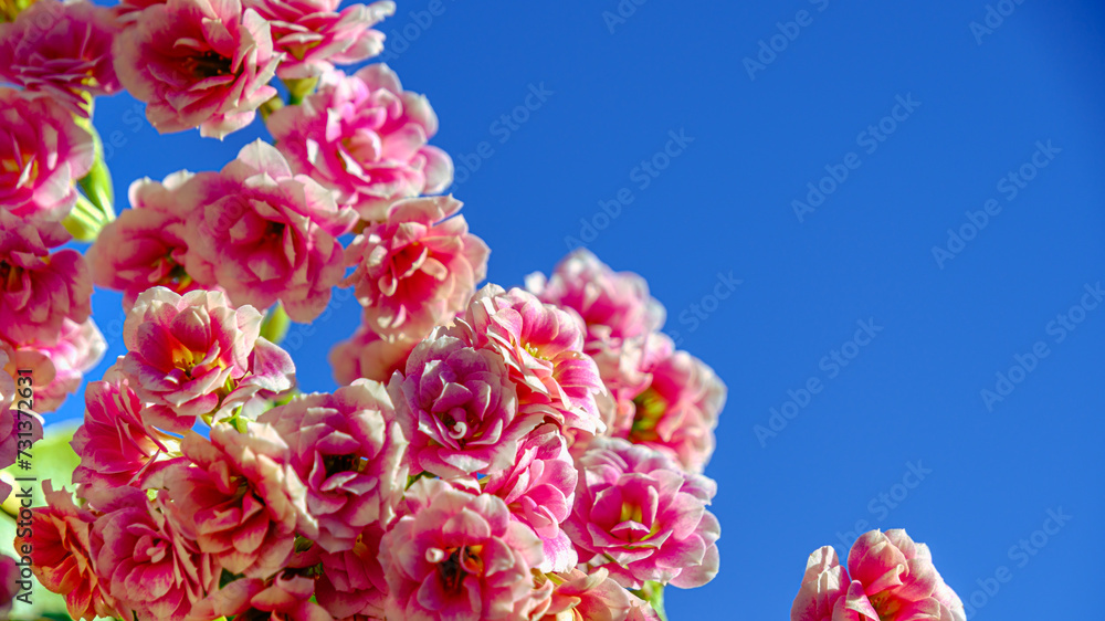 ピンクの花のカランコエ