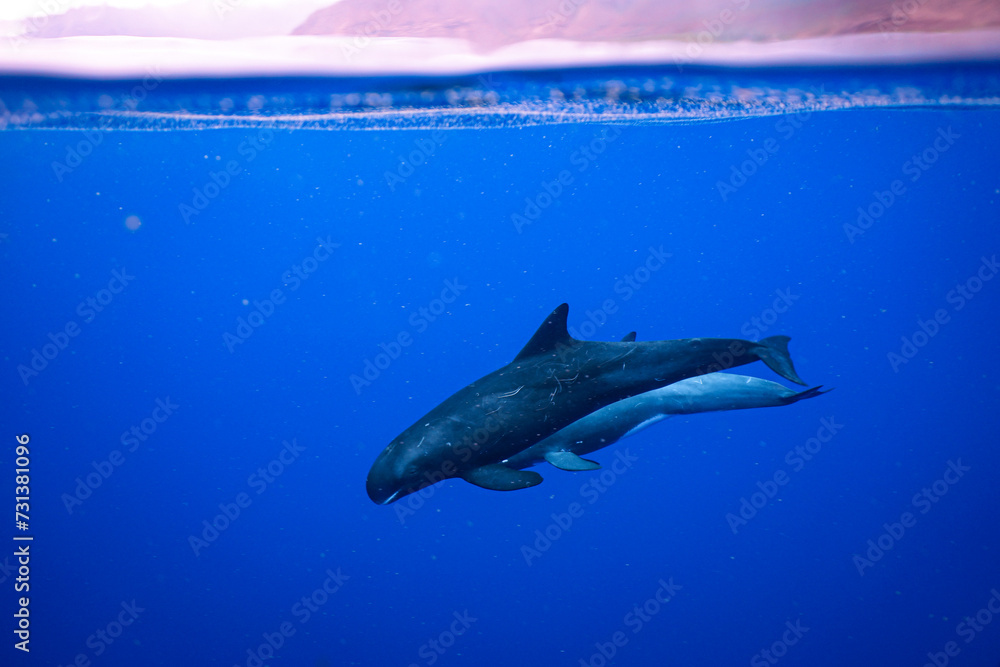 Fototapeta premium Pygmy Killer Whales Swim in Beautiful Blue Ocean Water along the Hawaii Coast