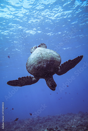 Hawaiian Green Sea Turtles swimming gracefully in Hawaii 