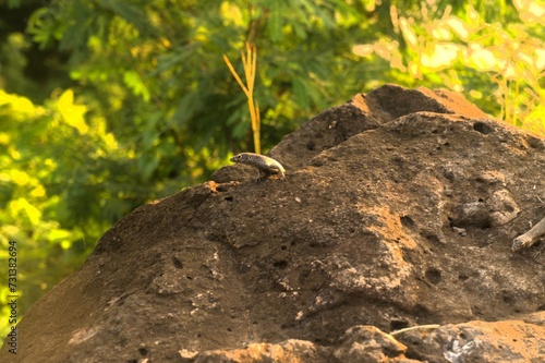 A lizard on the island of Fernando de Noronha called Mabuia photo