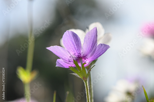 beautiful anemone flowers in the mountains in winter in Northern Cyprus 15 © Михаил Шорохов