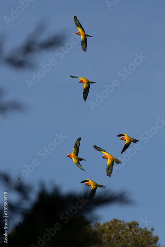 group of parakeets flying together, with beautiful colors in their feathers