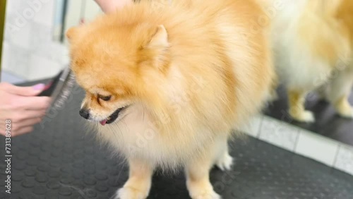 A groomer combs the wool of a Pomeranian with a brush.  photo