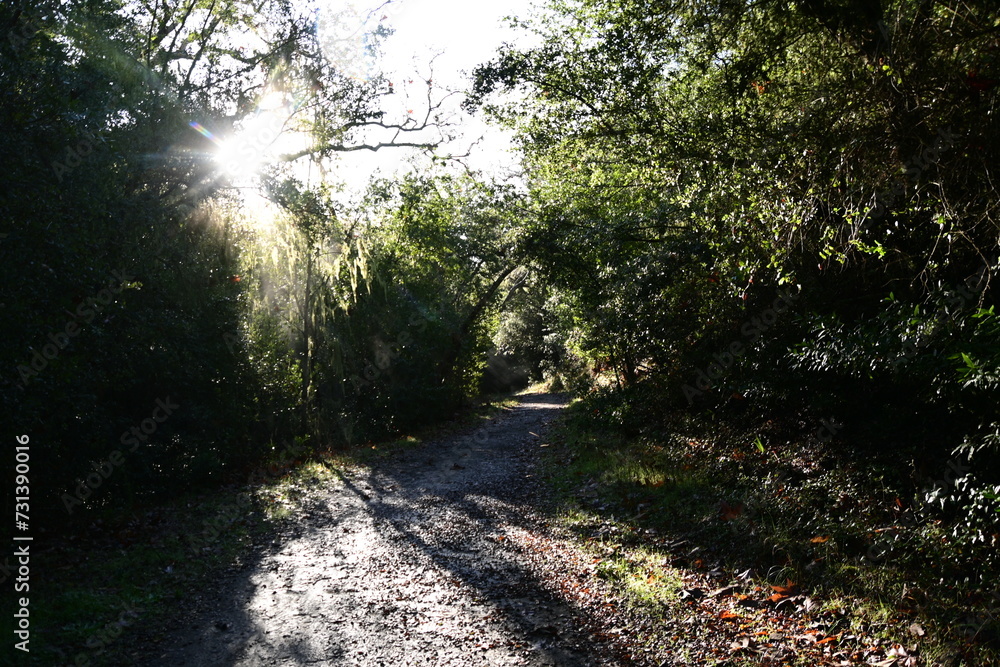 Obraz premium morning in the forest