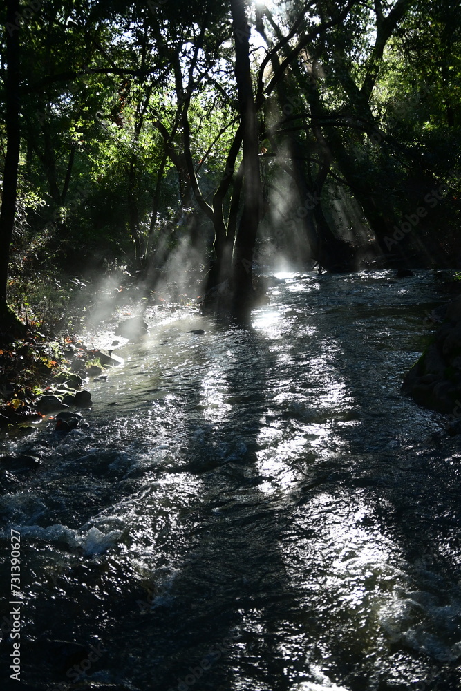 stream in the forest