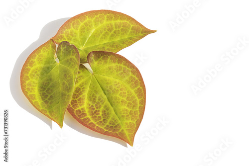 On a white isolated background, fresh leaves of the Horny Goat Weed flower, or Epimedium, of beautiful shape and pattern.