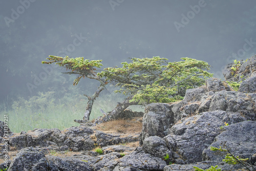 Beard's Hollow Bonzai