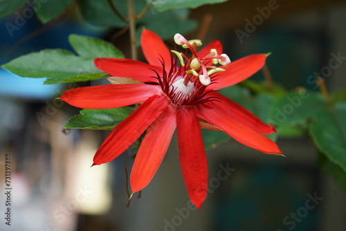 Beautiful Red Passion Flower (Passifloraceae) in Ancol - Eco Park, Jakarta