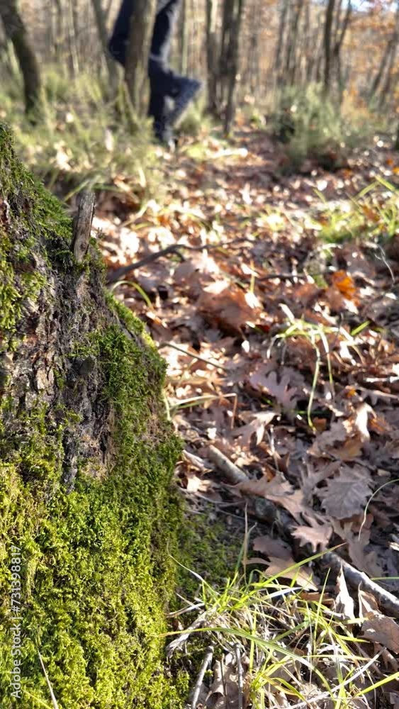 Walking on autumn leaves in the forest alone. The camera is focused on moss-covered log. Walking on autumn leaves in the forest alone. The camera is focused on moss-covered log.