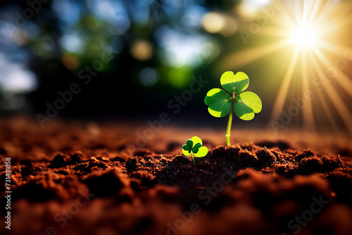 Clover growing from the soil during sunrise or sunset. lucky clover will be growth. Happy St Patricks Day