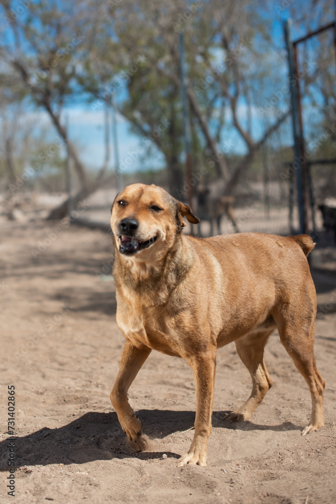 An animal shelter or pound is a place where stray, lost, abandoned or surrendered animals ,mostly dogs and cats are housed. An animal shelter or pound is a place where stray, lost, abandoned or surrendered animals ,mostly dogs and cats are housed.