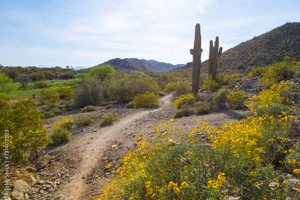 Obraz premium South Mountains Phoenix Arizona landscape in the spring time. Desert in the spring time. yellow brittlebush bloom in the desert. 