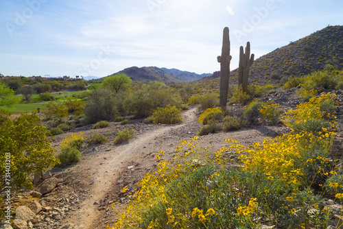South Mountains Phoenix Arizona landscape in the spring time. Desert in the spring time. yellow brittlebush bloom in the desert.  photo