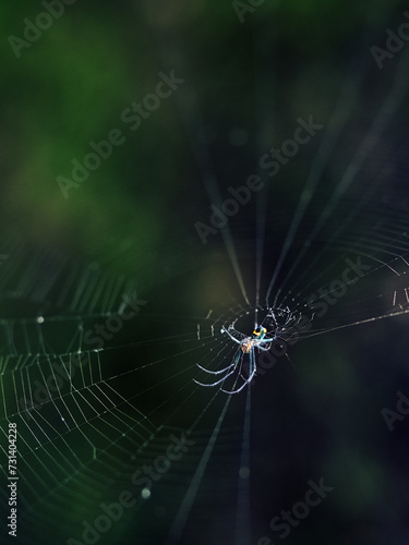 spider with bokeh