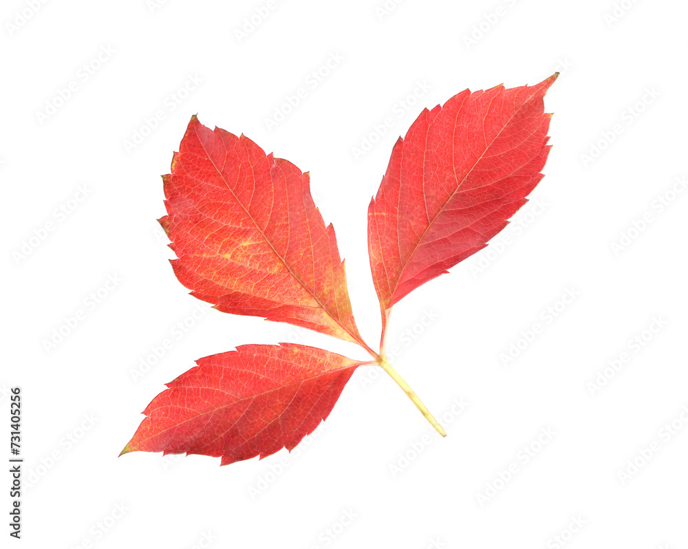 Autumn season. Bright leaf isolated on white Autumn season. Bright leaf isolated on white