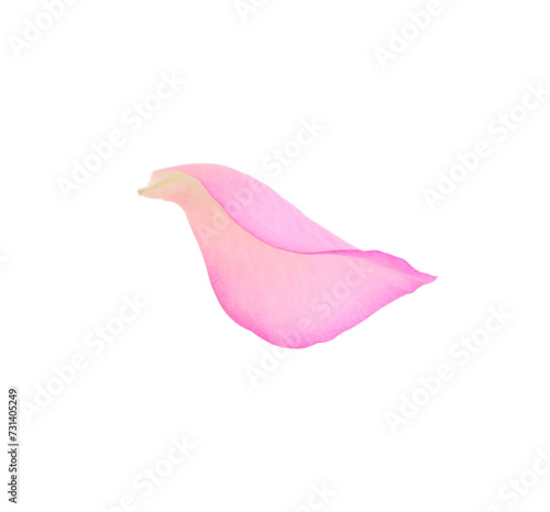 Tender pink rose petal isolated on white