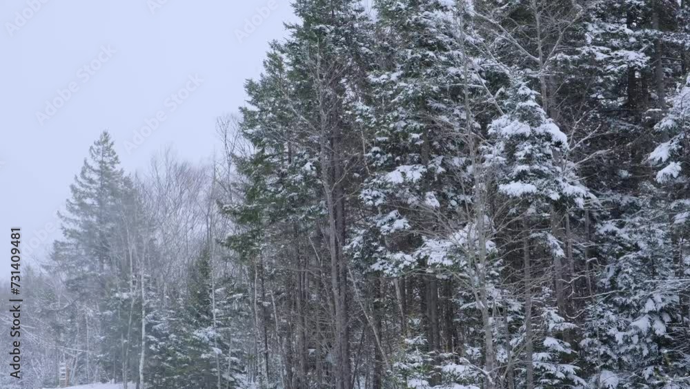 Foggy snowy landscape of the northern park. soft focus. Snow-covered trees. Winter forest in Canada.Strong wind blows snow from trees
Foggy snowy landscape of the northern park. soft focus. Snow-covered trees. Winter forest in Canada.Strong wind blows snow from trees