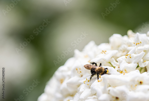 Bee collecting nectar from a bunch of white flowers