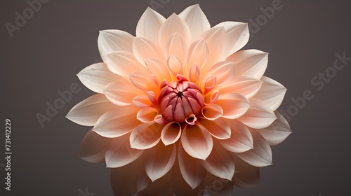 Delightful dahlia in intricate detail, its vibrant hues on a subtle grey canvas.