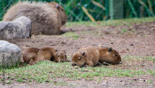 baby capybaras eating grass. 4 capybaras